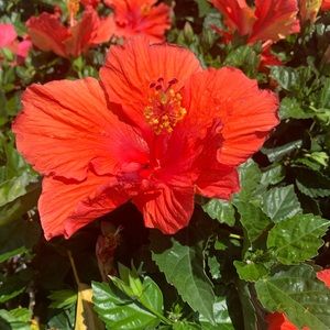 Meet your Posher, Erica